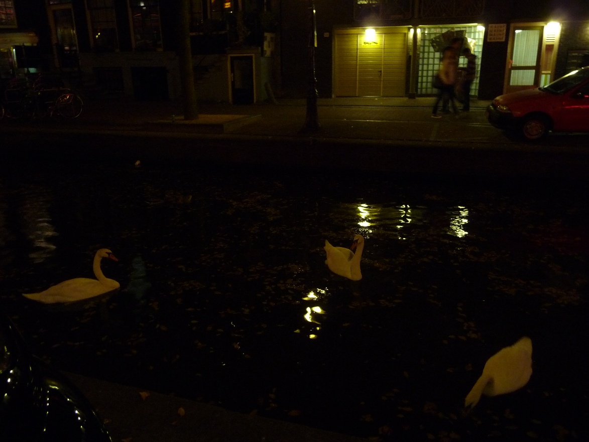 Swans
