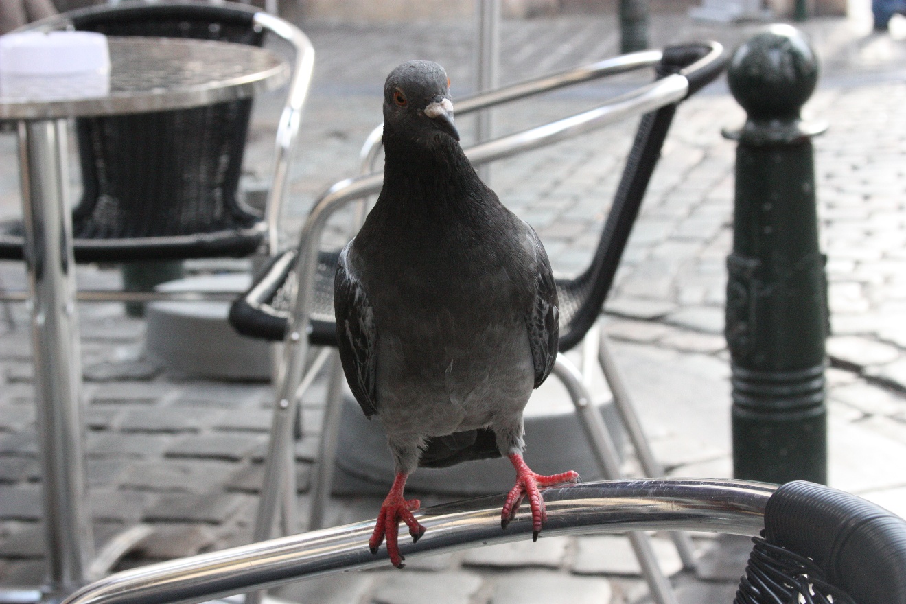 Pigeon wants some