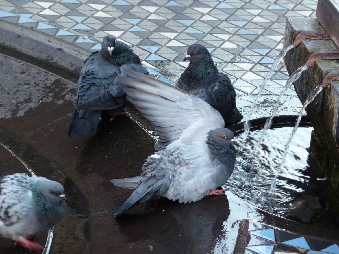 Morning shower