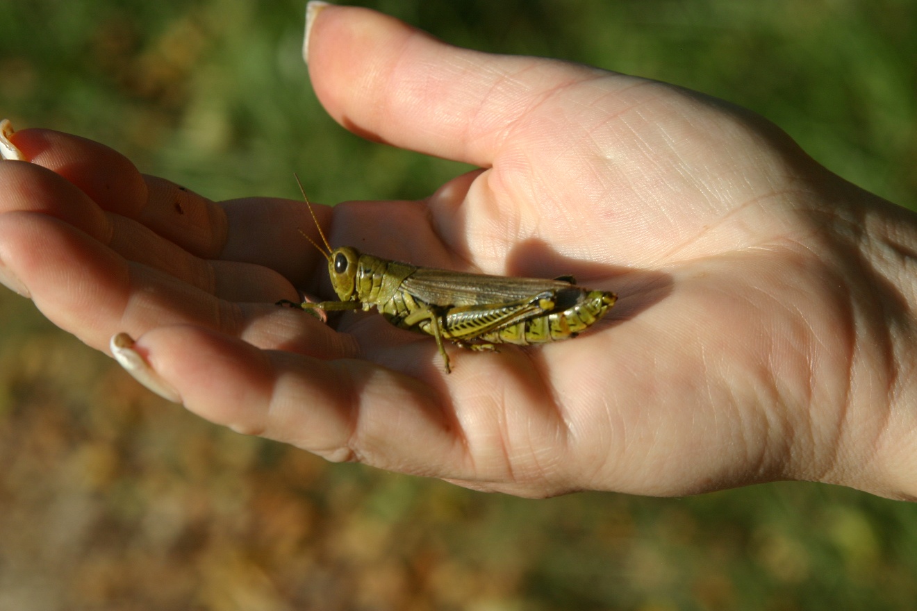 Grasshopper