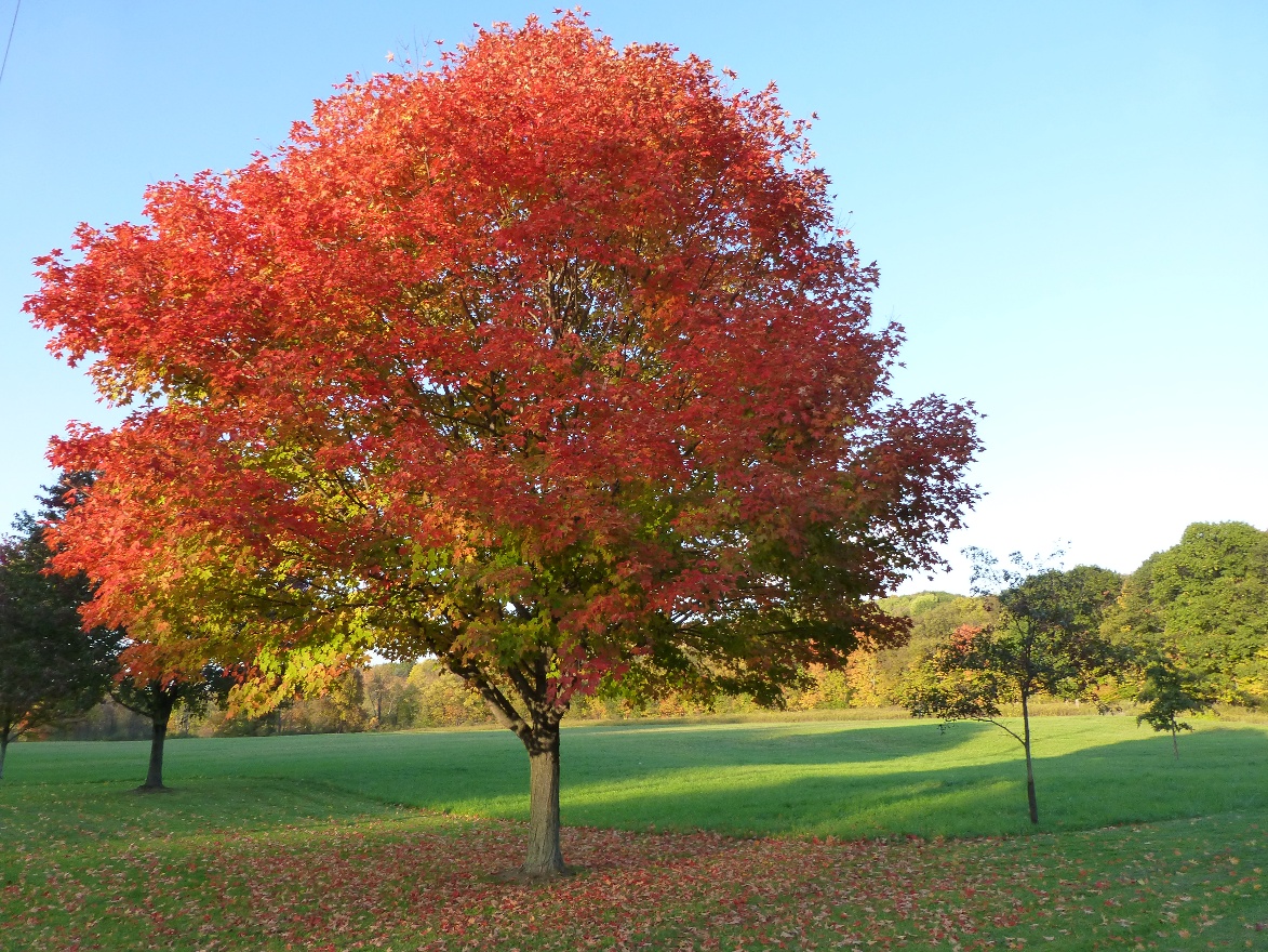 Red tree 2