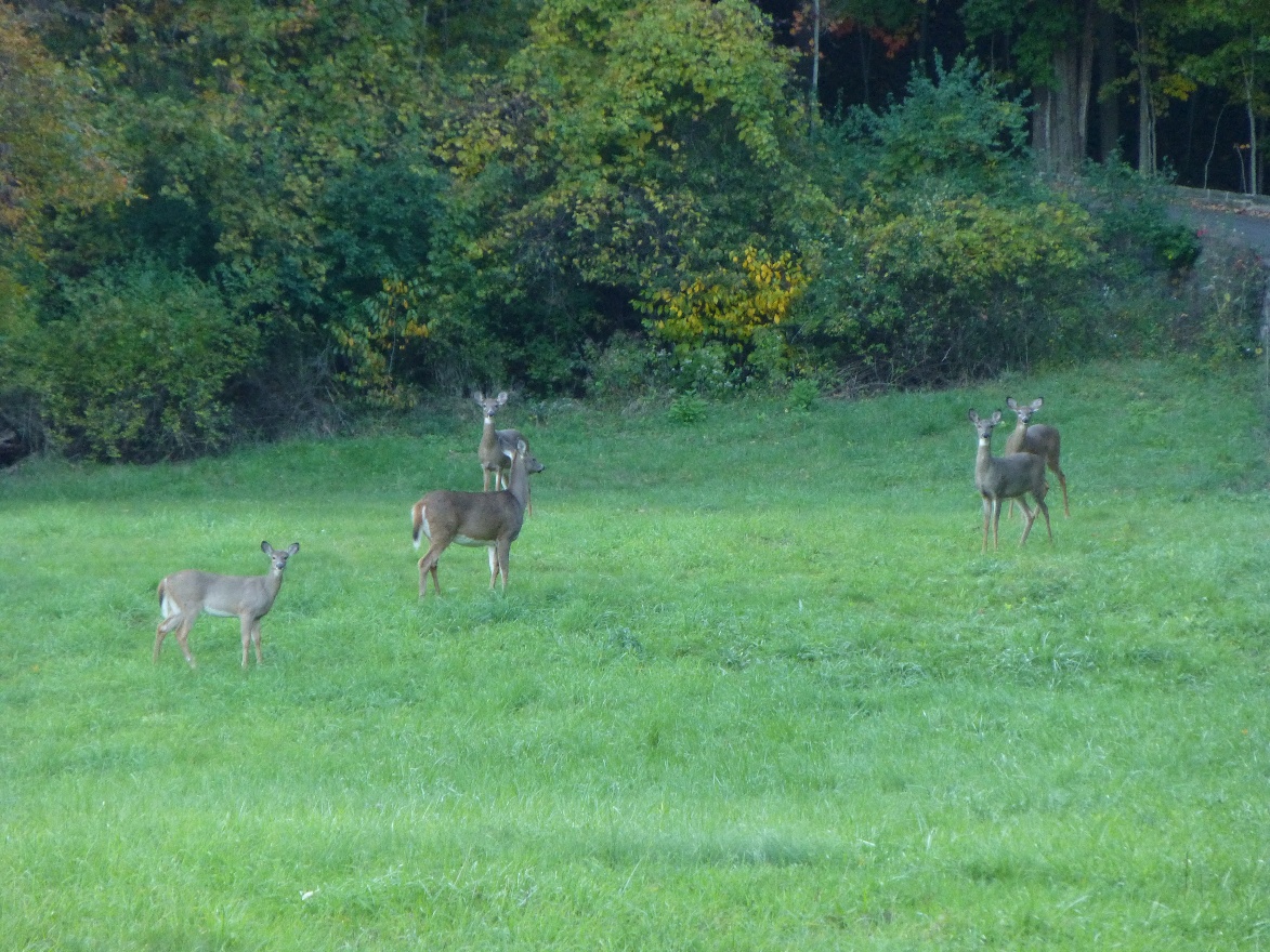 Deers