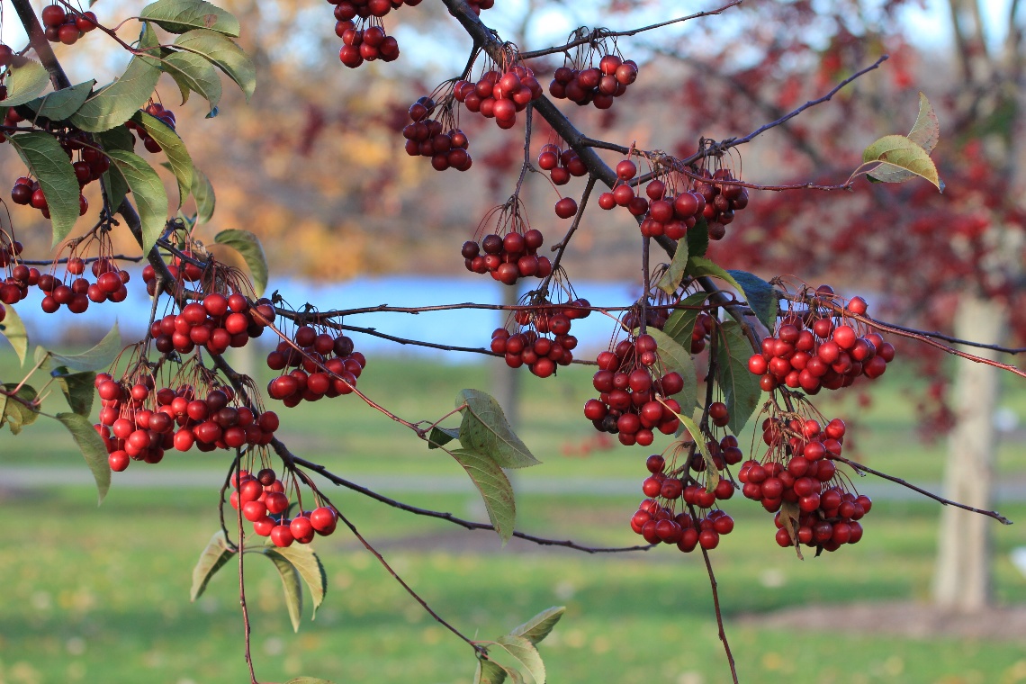 Red berries closer