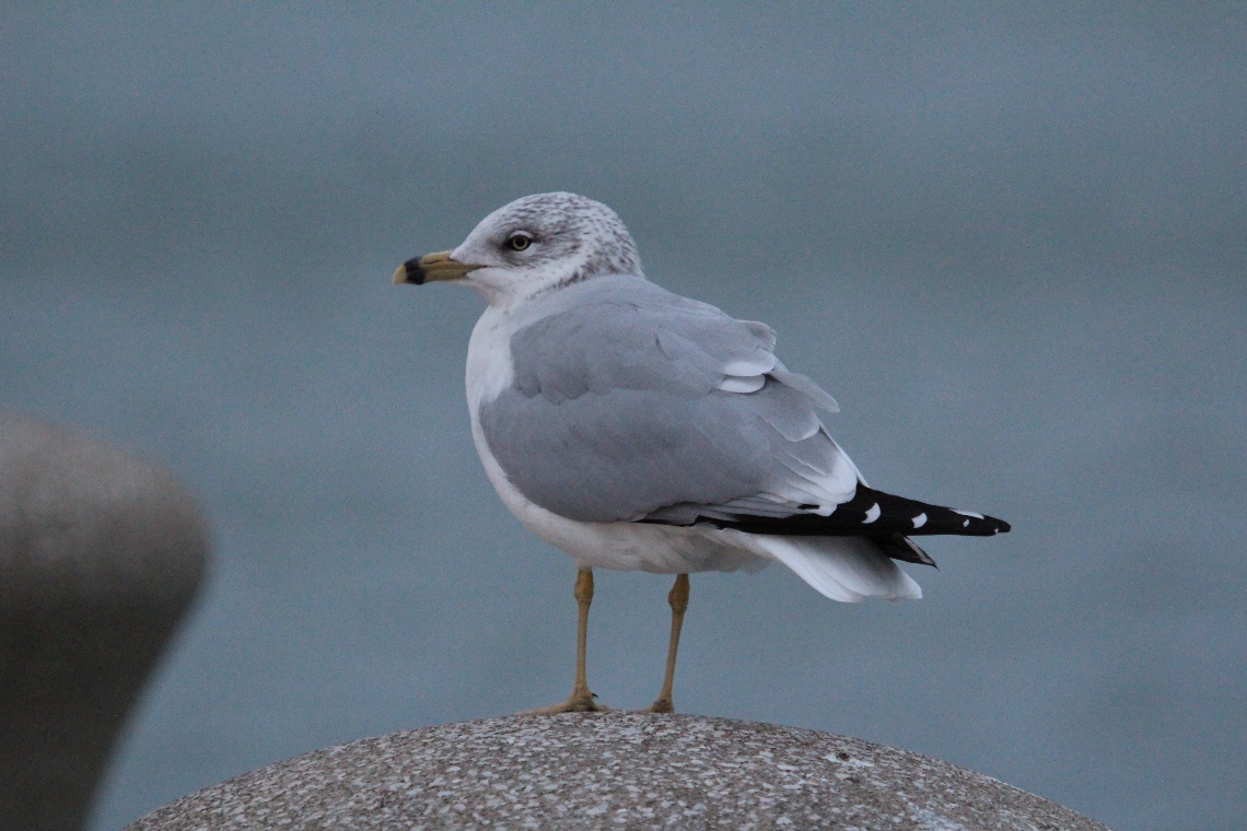 Seagull 2