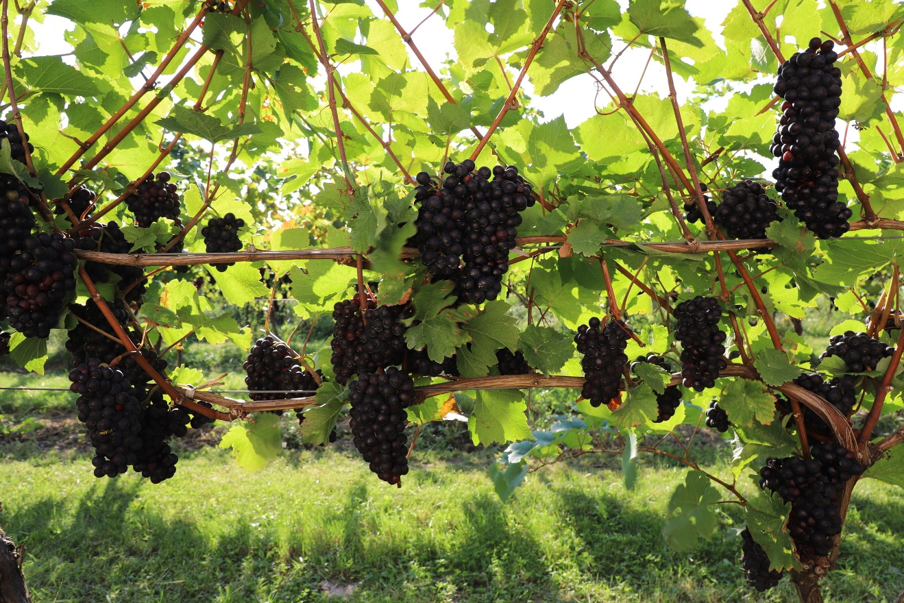 Red grapes