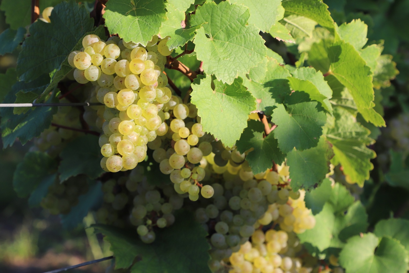 White grapes