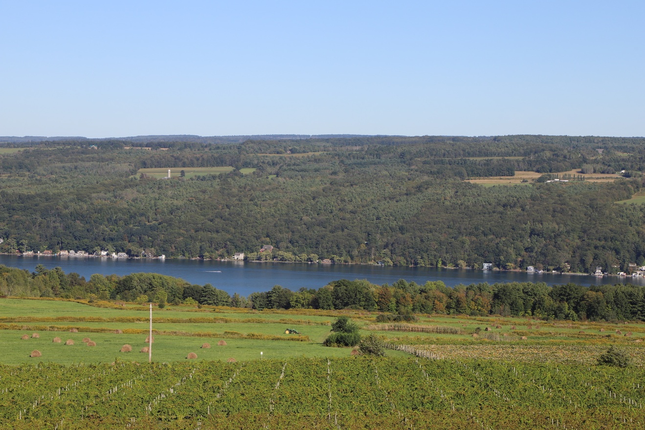 Keuka and a grape field