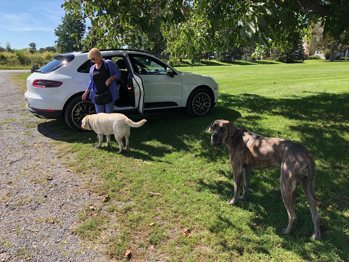 Market's dogs