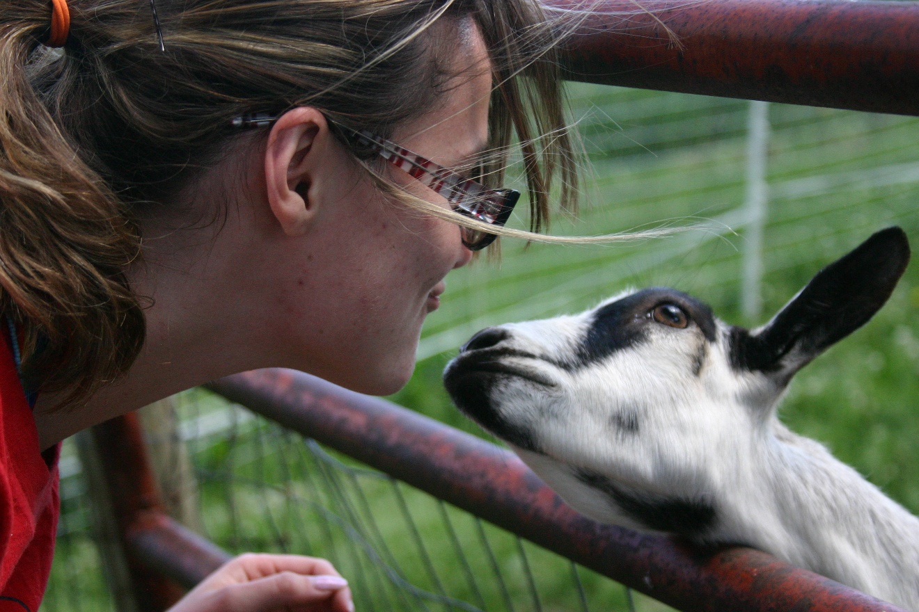 Kissing a goat