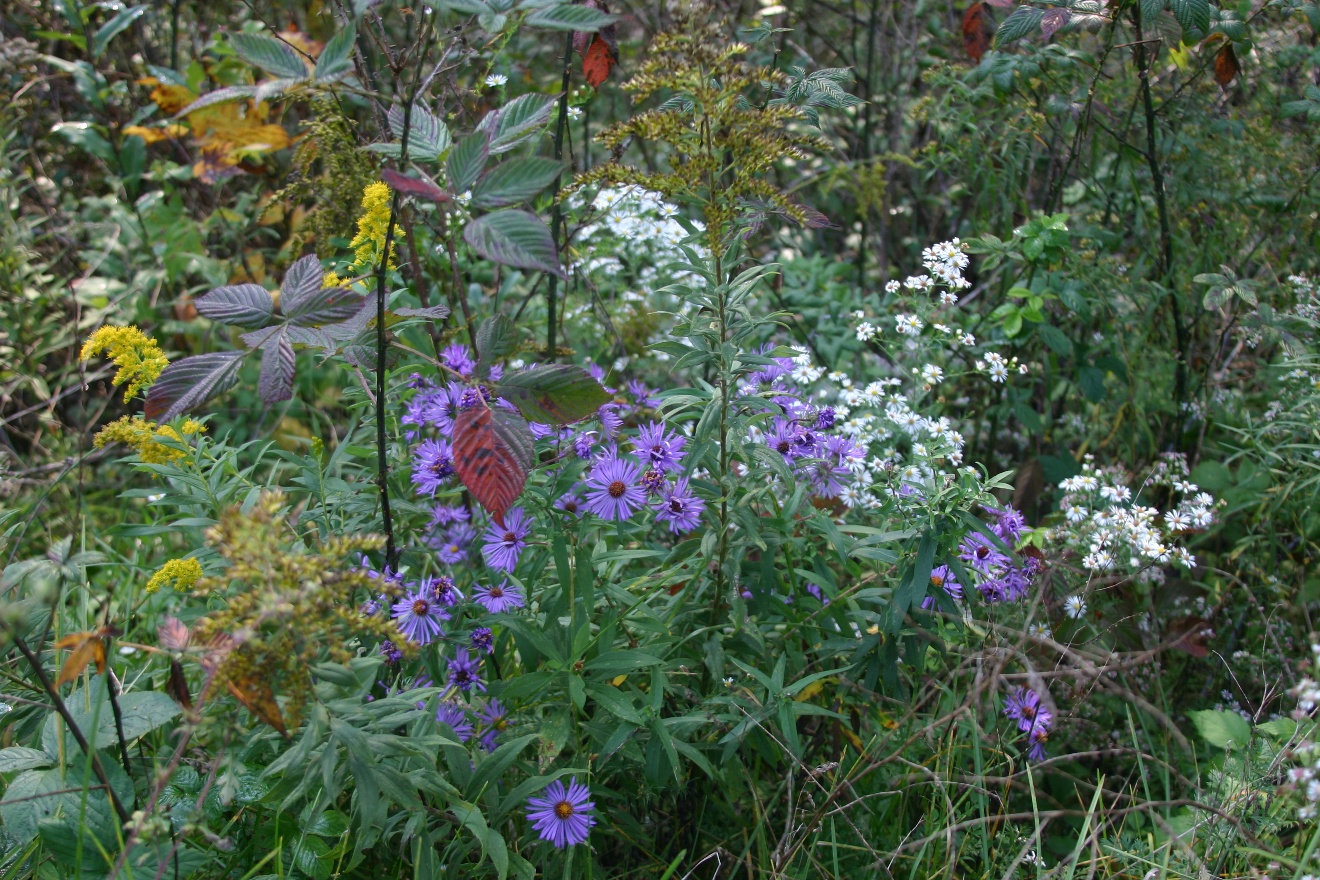 Wildflowers