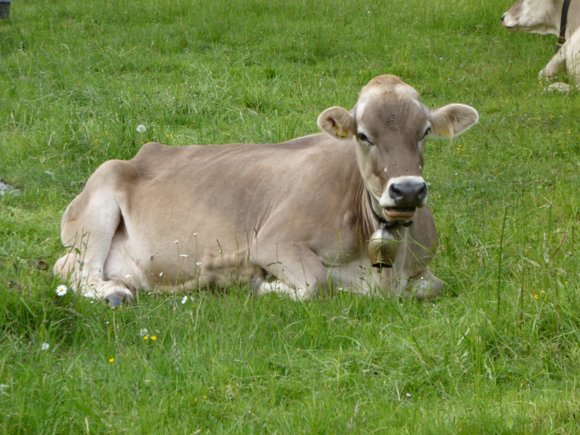 Grey cow
