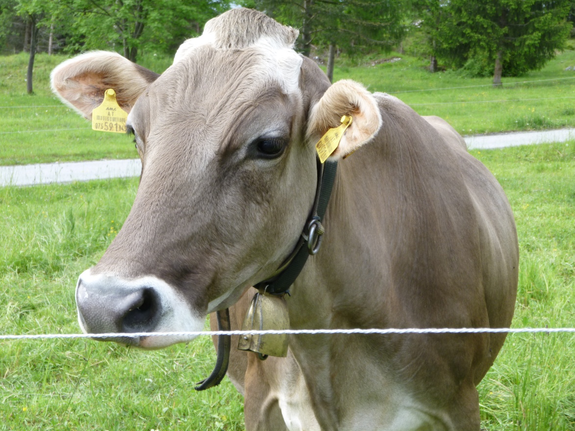 Curious cow