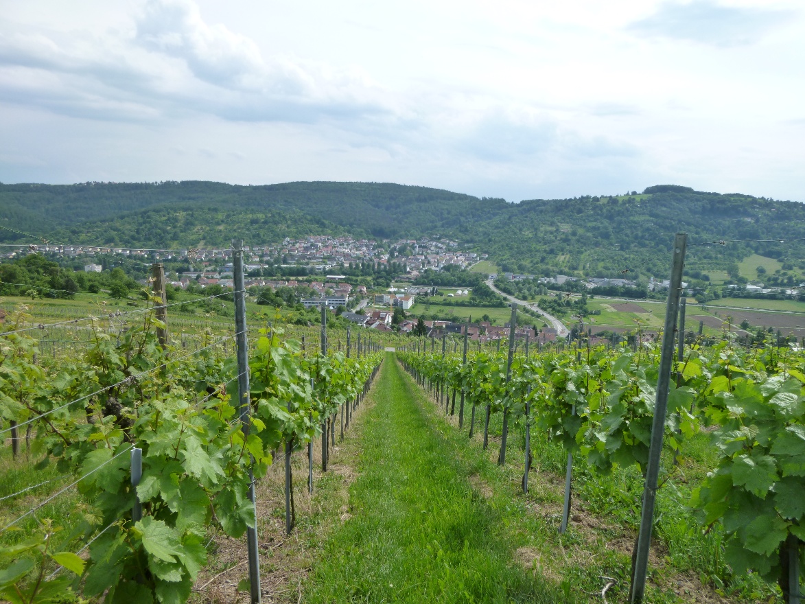 Wineyard