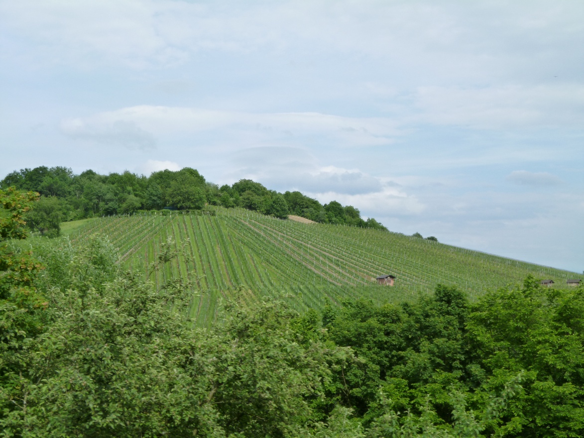 Winehill
