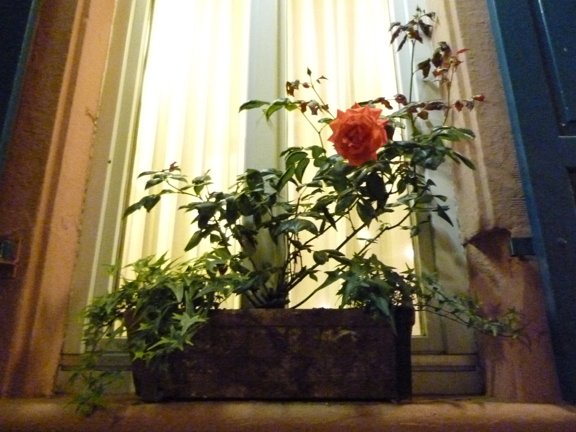 Rose