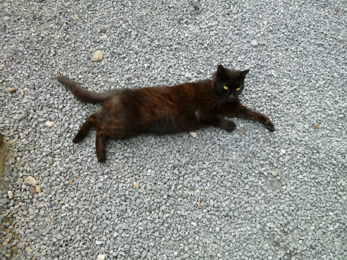 Friendly German cat