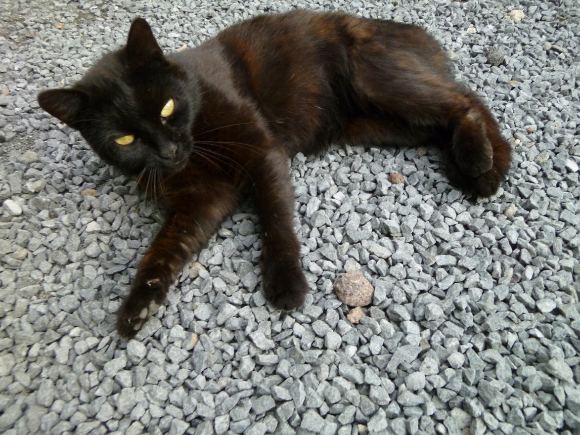 Yellow eyes
