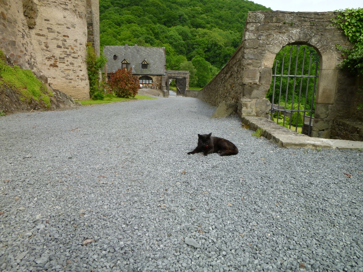 Home for a cat