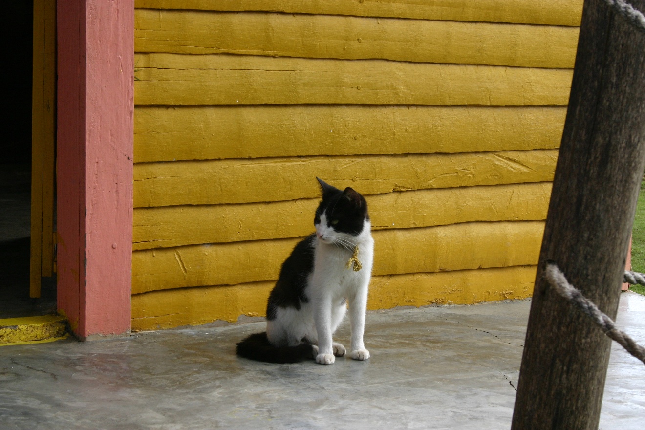 Local cat