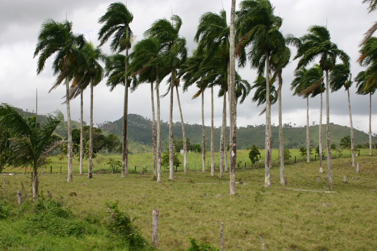 Palm trees