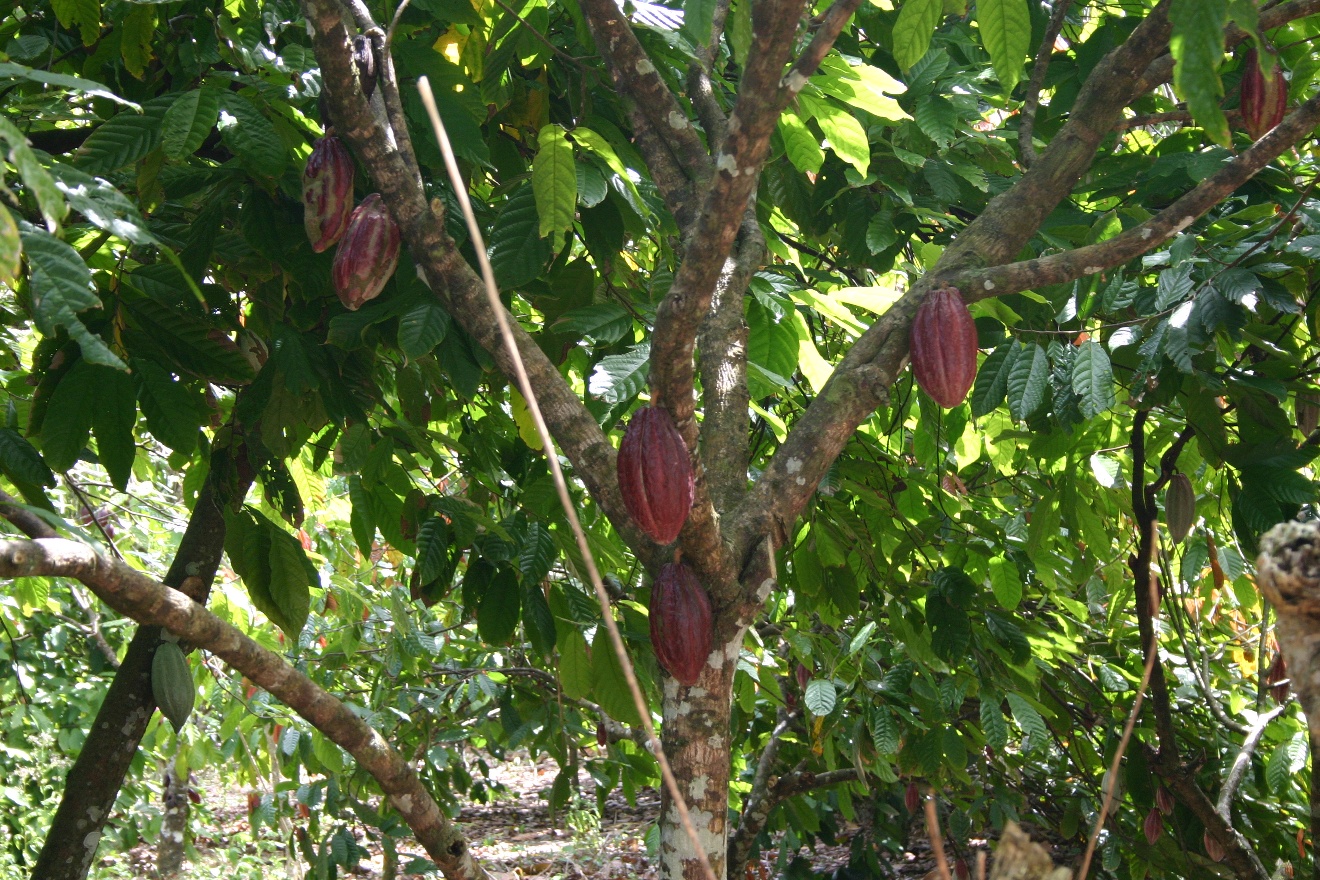 Cacao beans