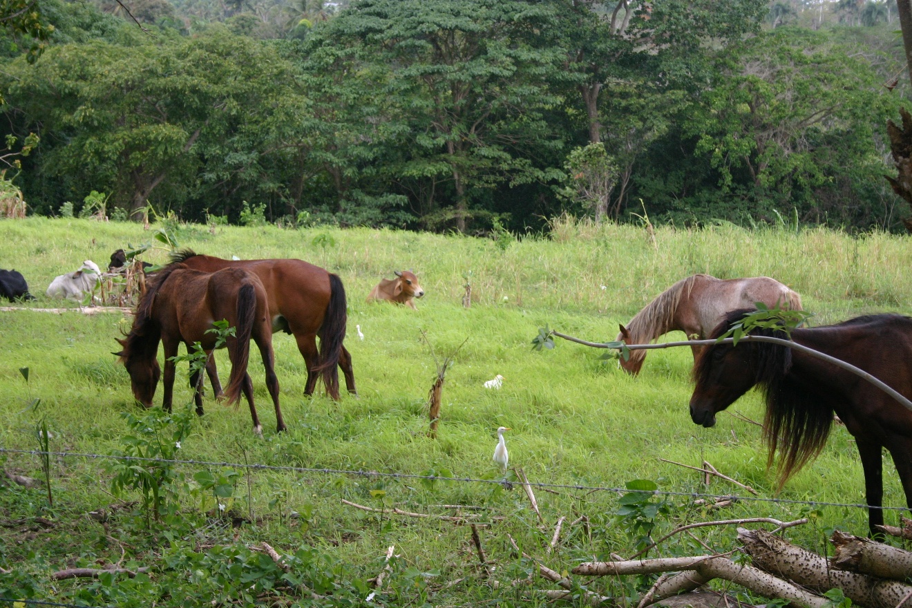 Pasture