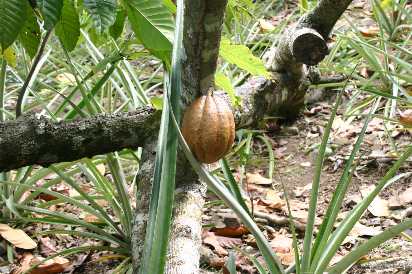 Cacao