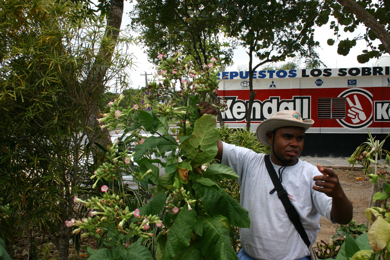 Tobacco plant