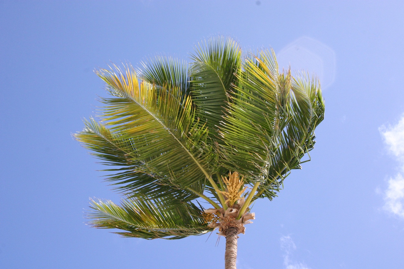 Palm head