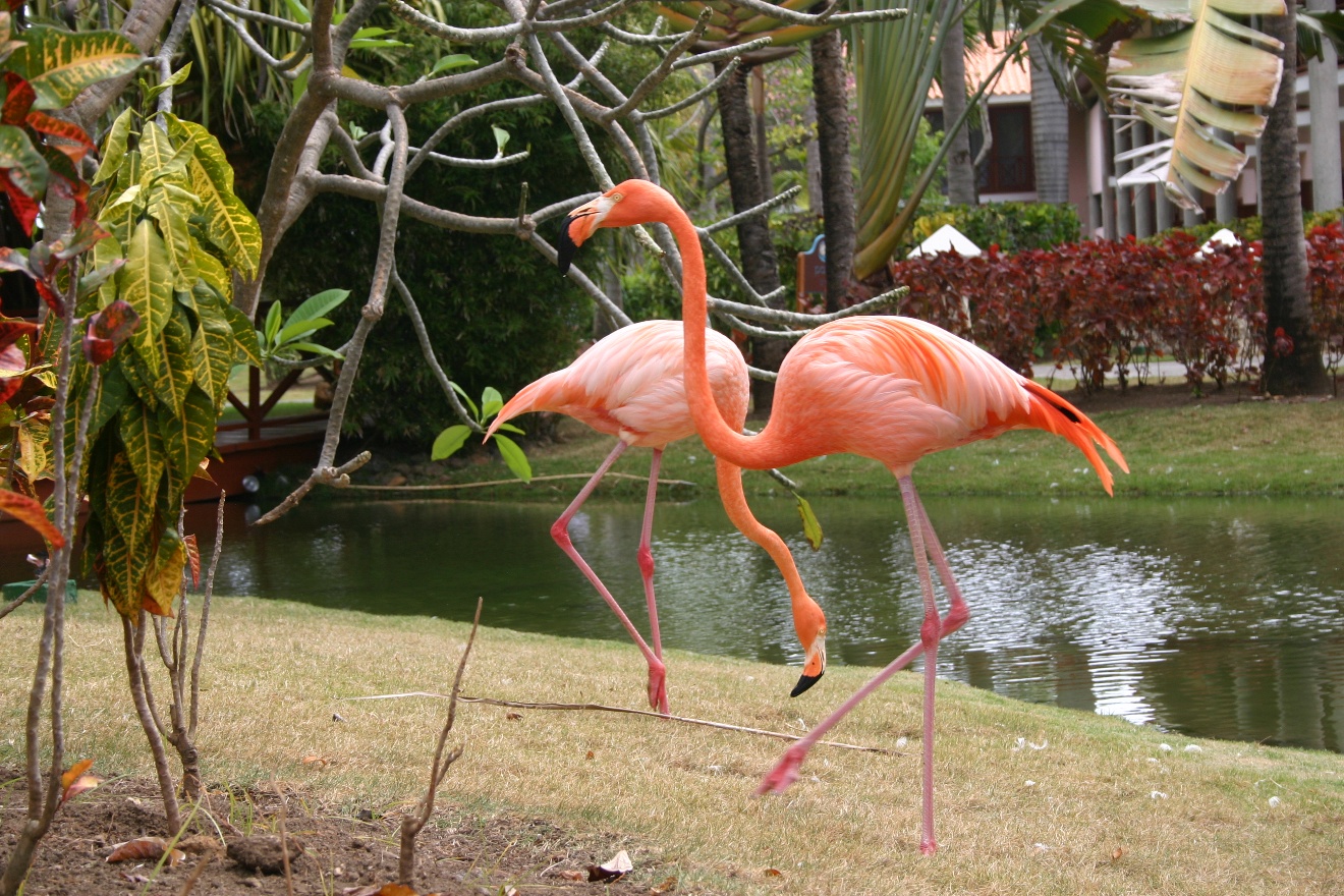 Flamingos