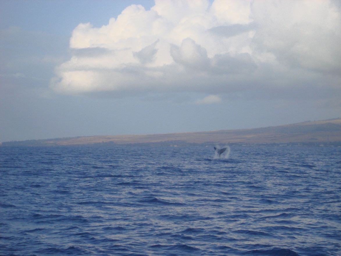 Whale tail 2