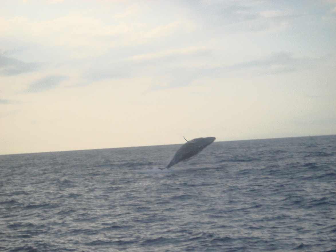 Whole whale
