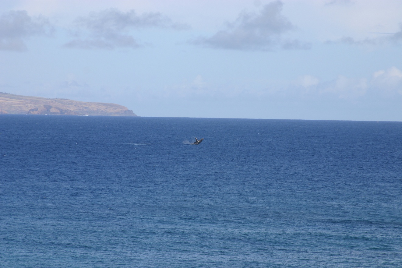 Whale