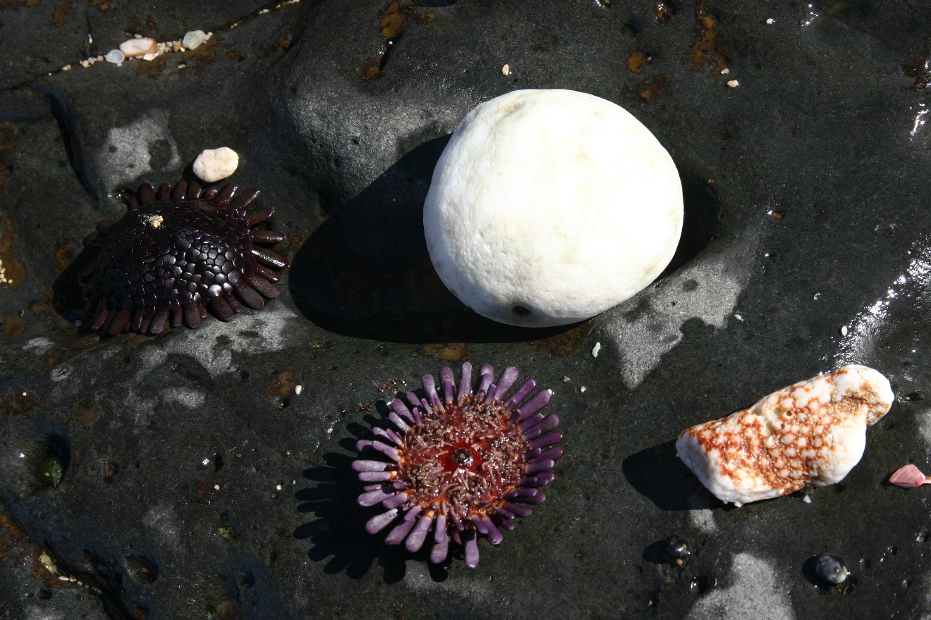 Star fish?