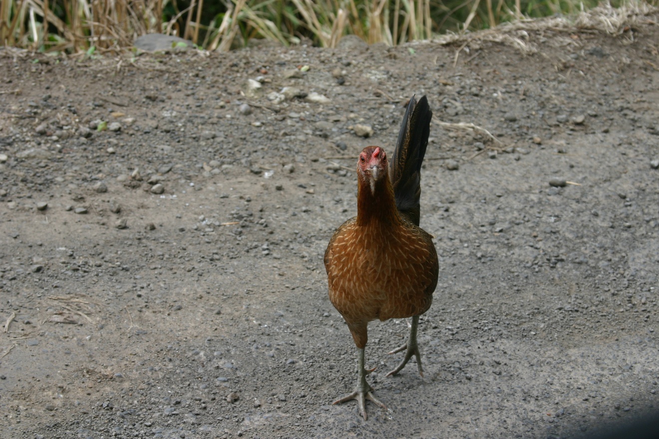 Chicken
