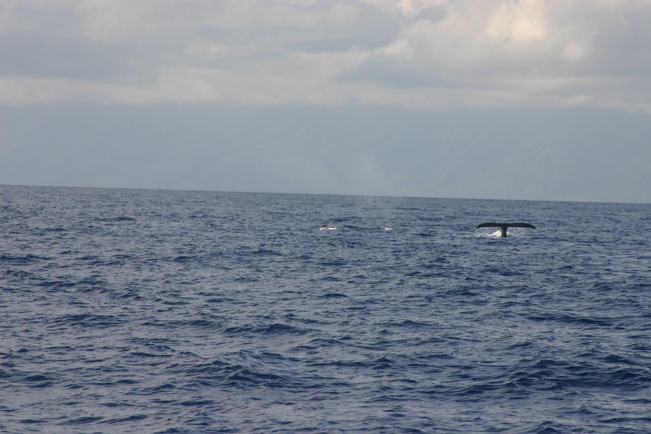 Whale tail