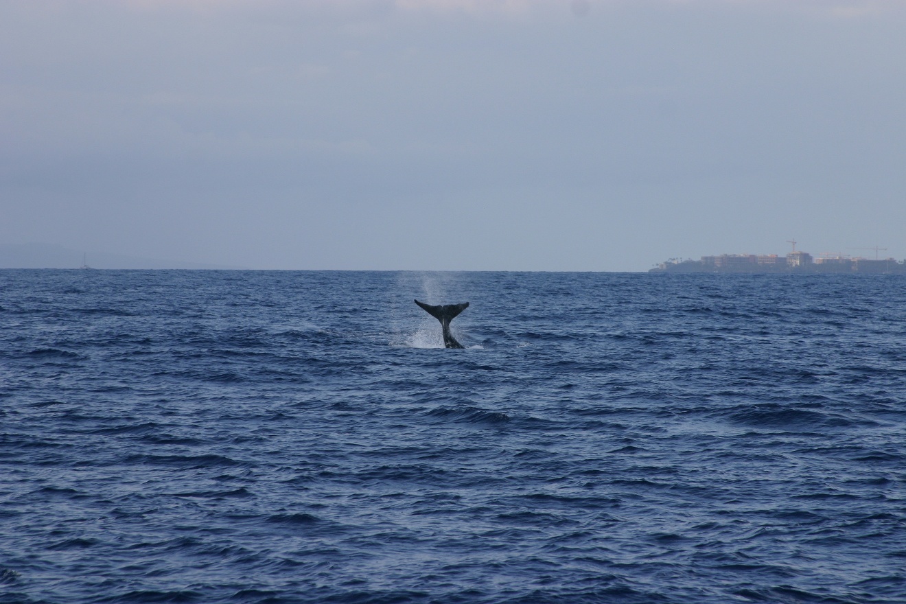 Whale tail 3