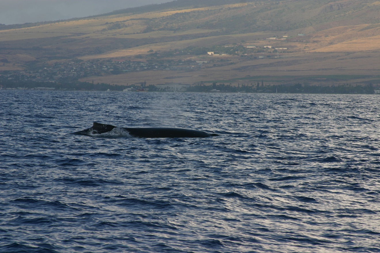 Whale back