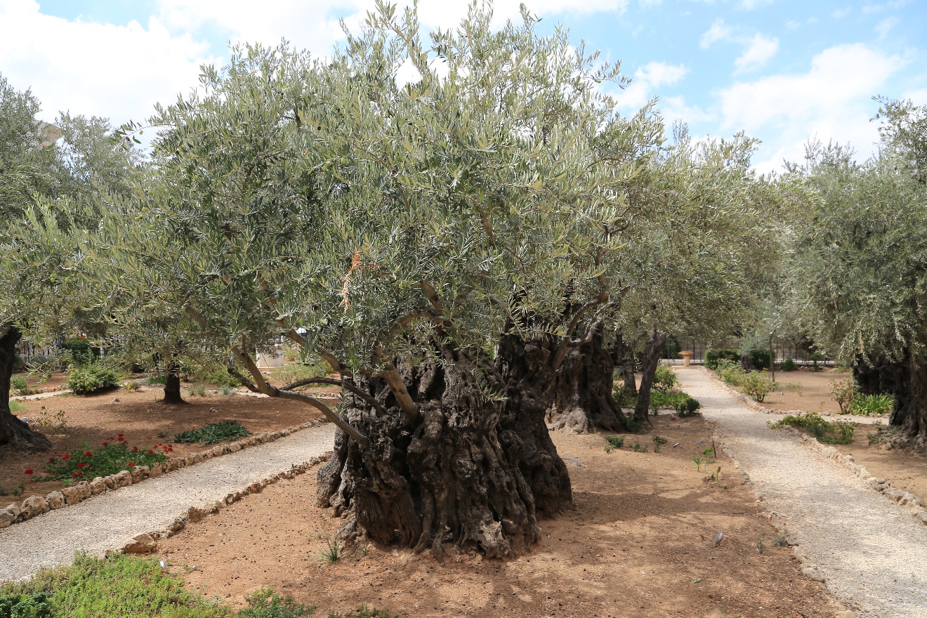 Gethsemane