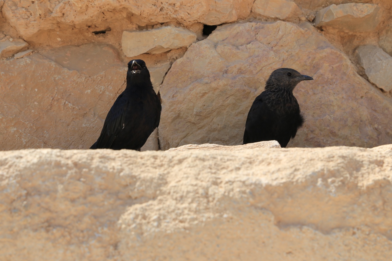 Masada birds
