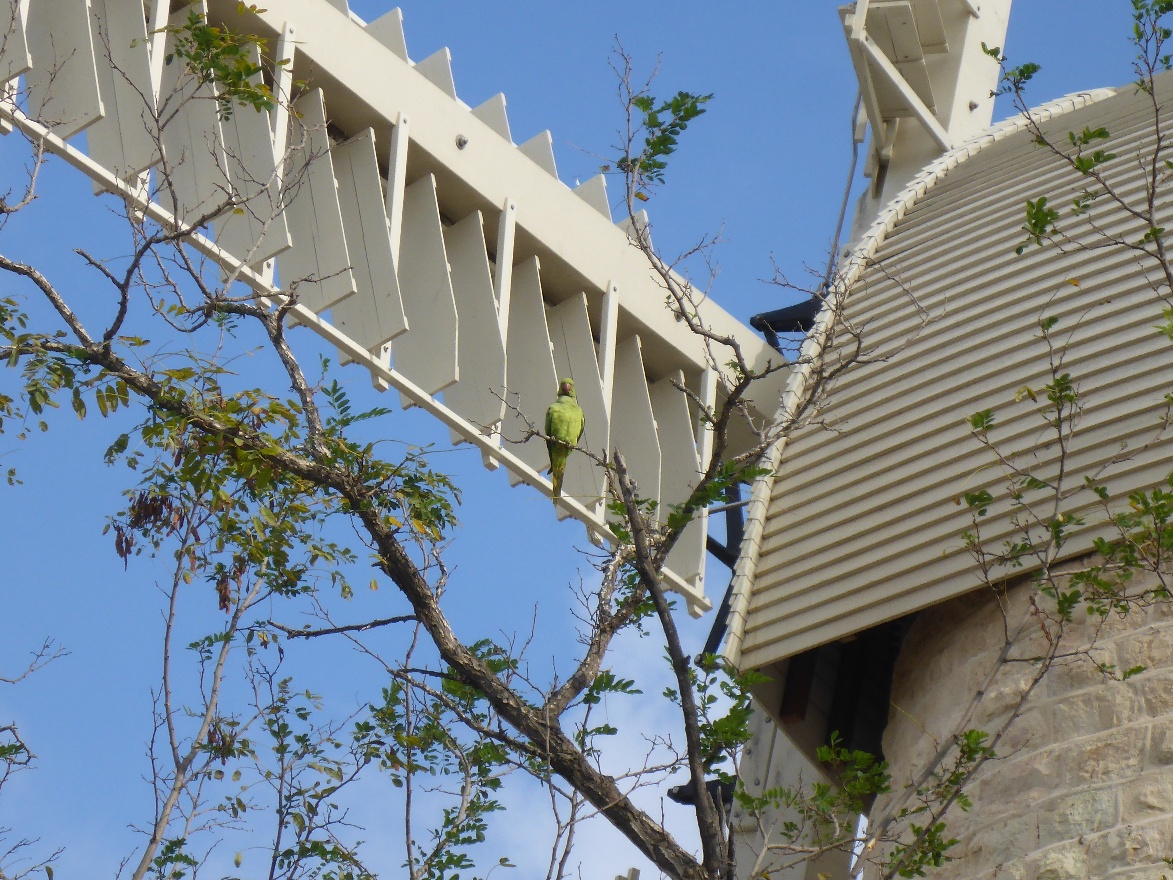 Israeli Parrot
