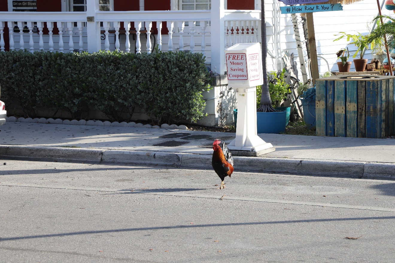 Rooster