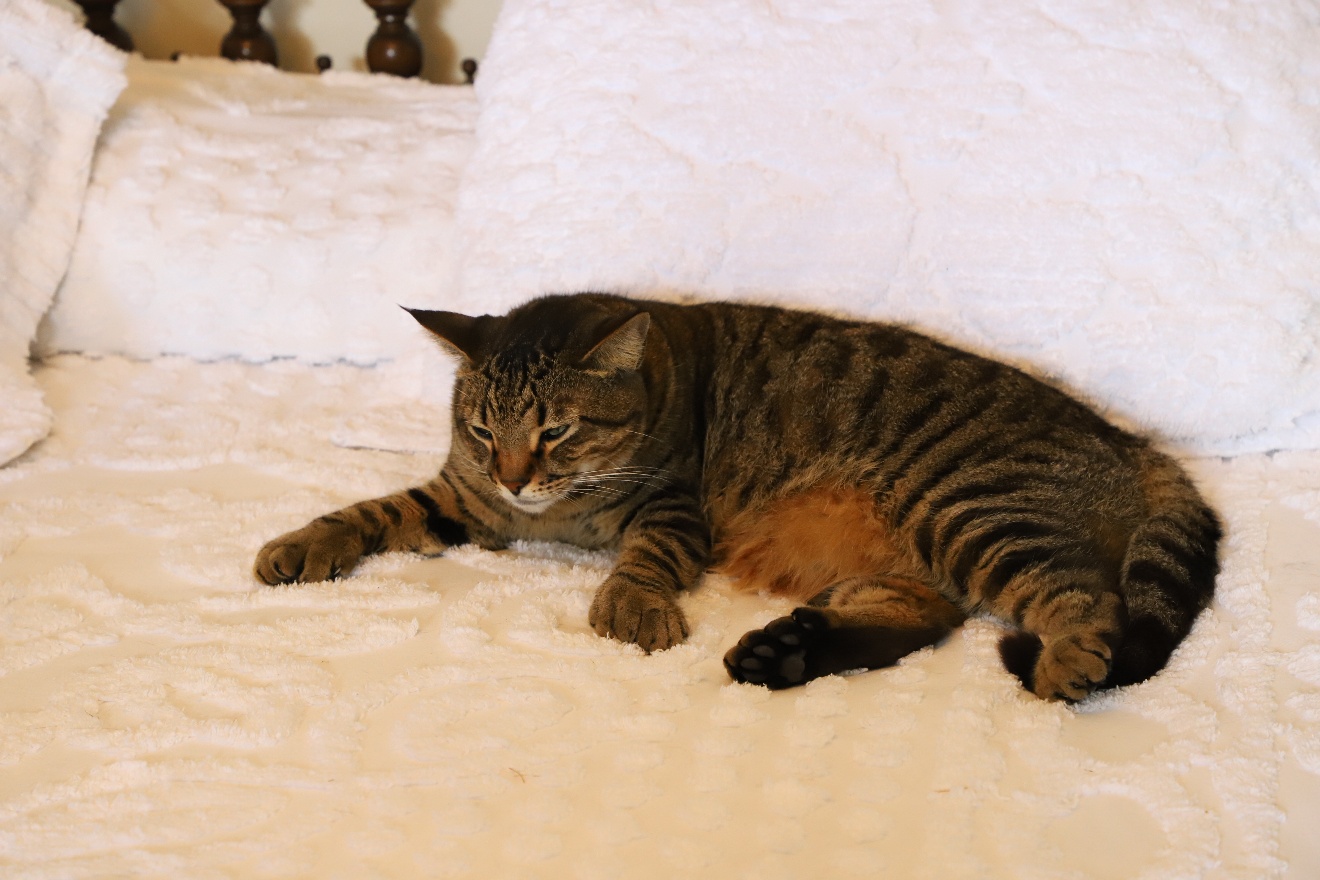 Cat on a bad