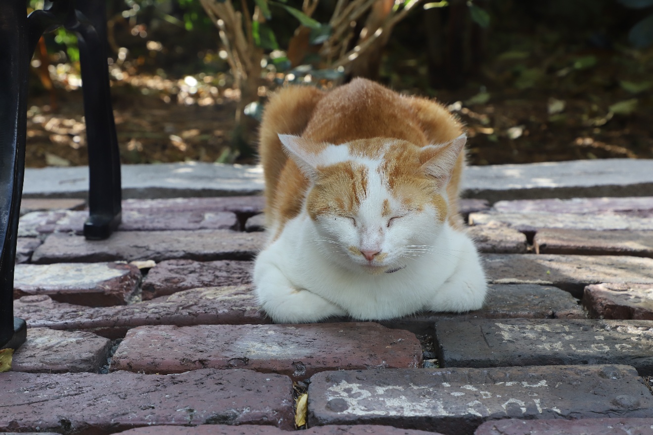 White and brown cat