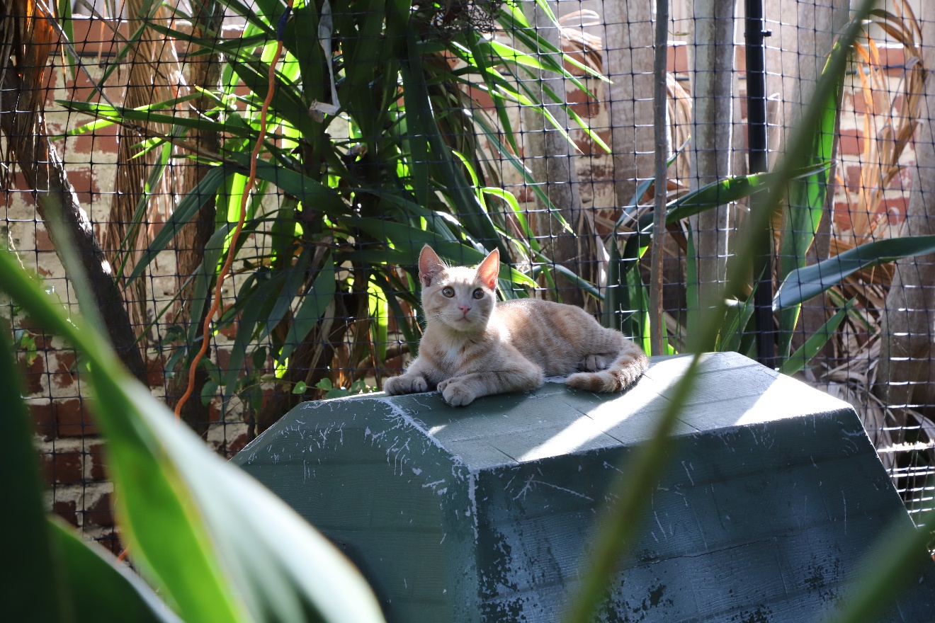 Cat on a top