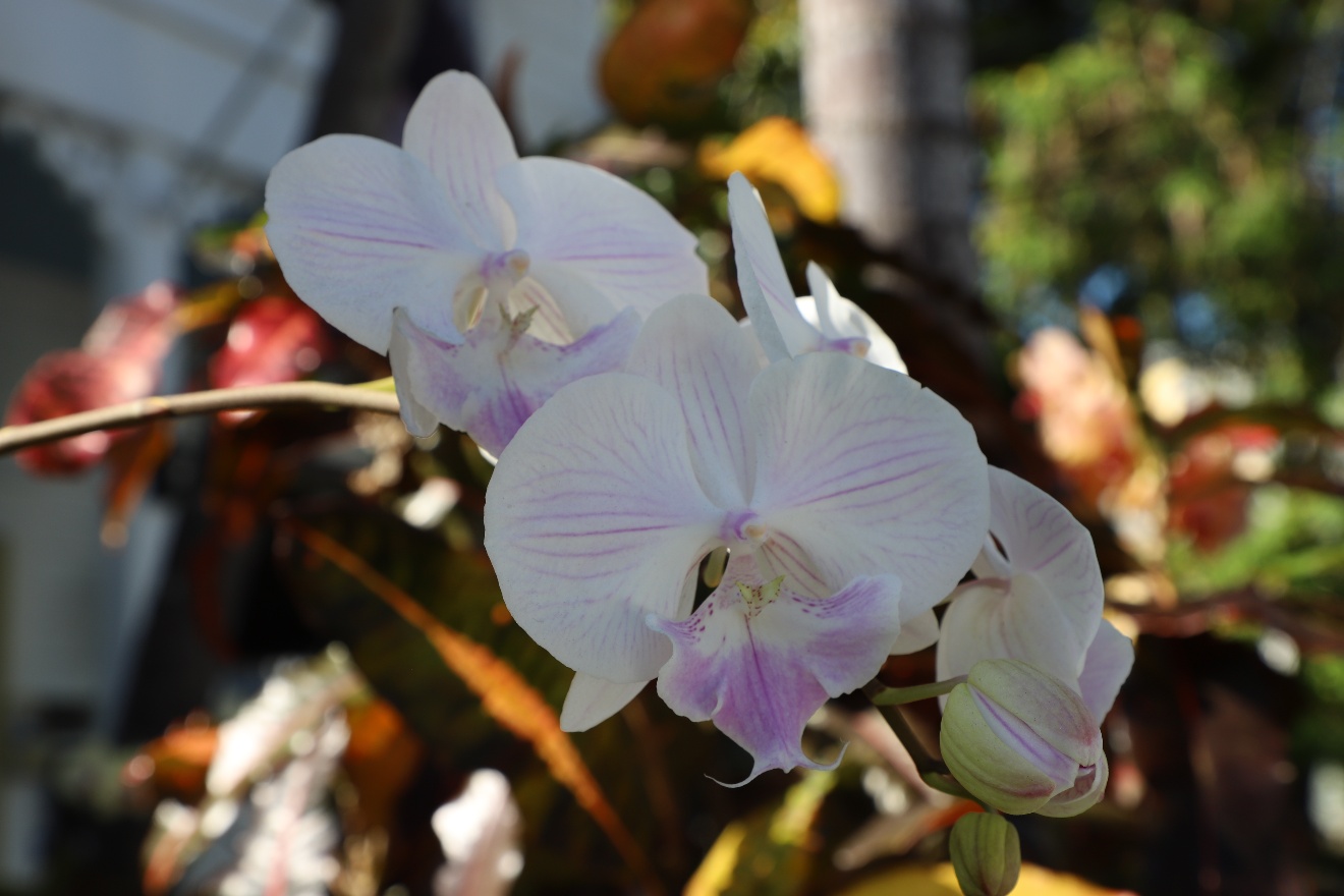 Orchid