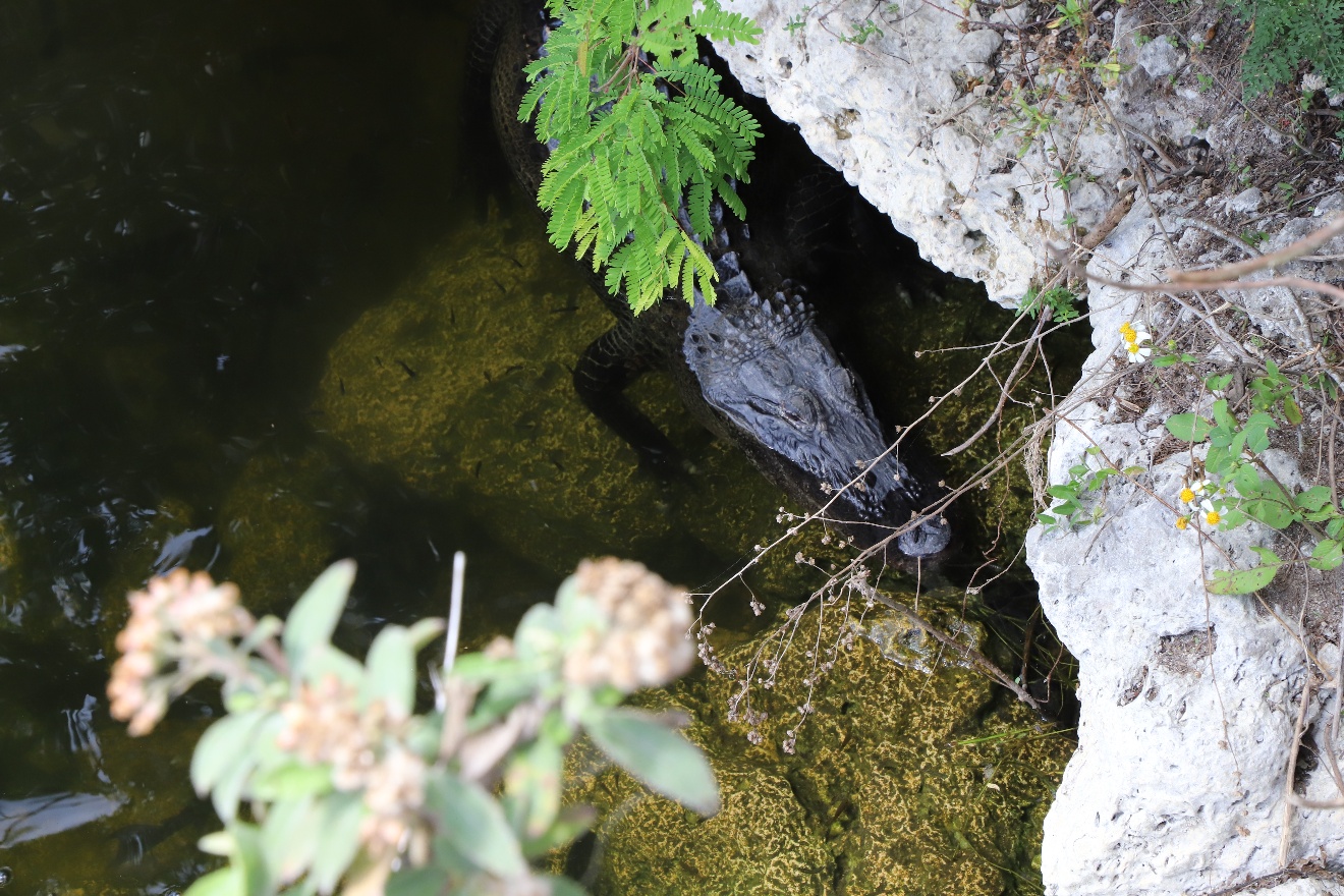 Alligator hiding