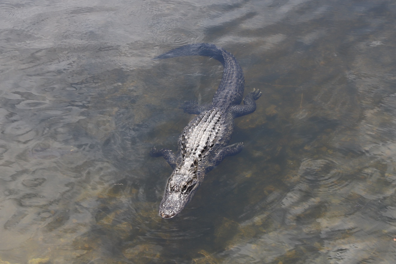 Alligator in Everglades river