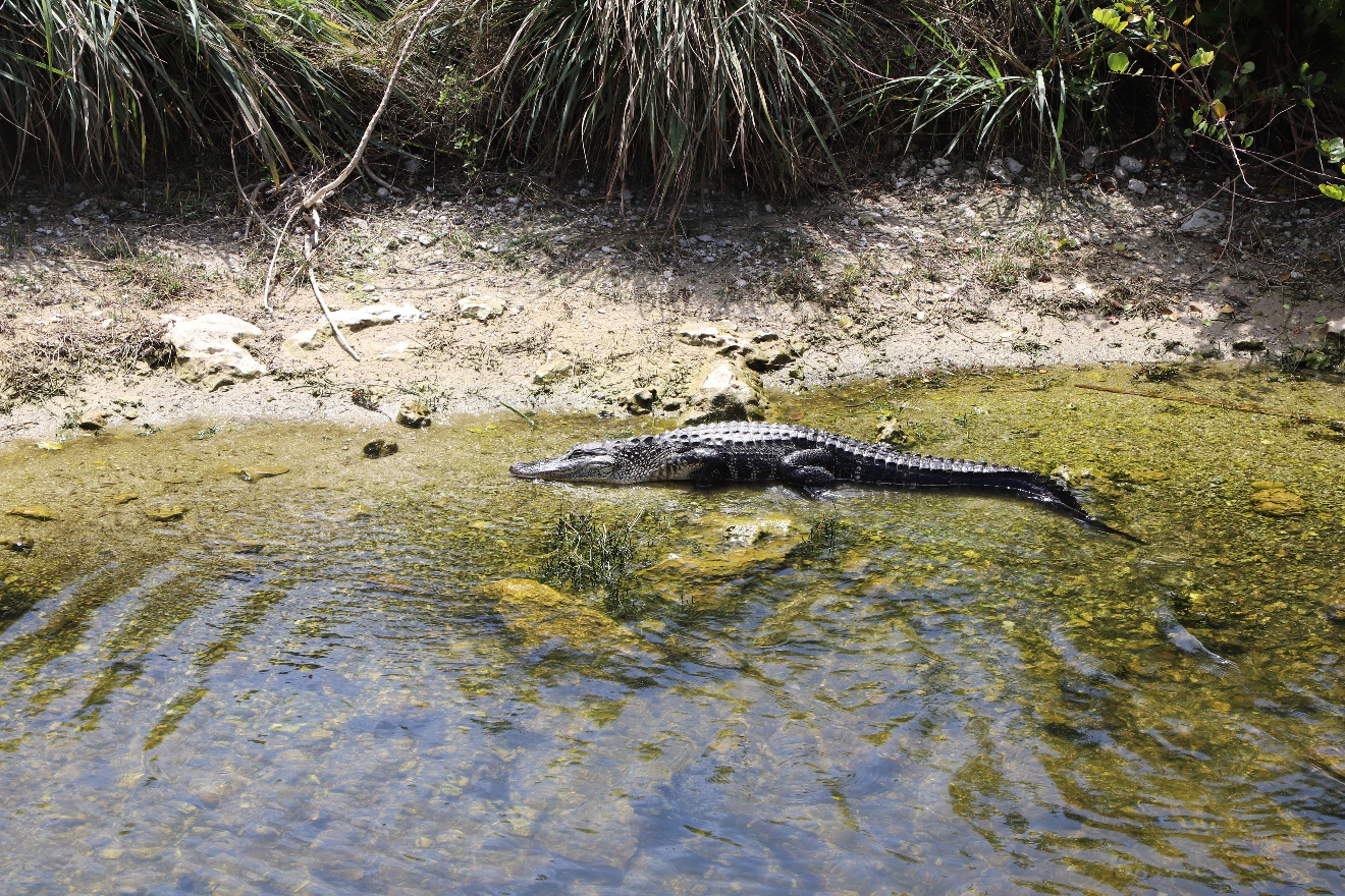 Alligator resting