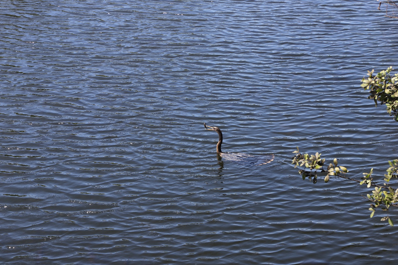 Catching a fish